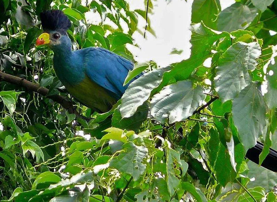 Exploring Remote Islands and Wetlands on a Uganda Birdwatching Tour