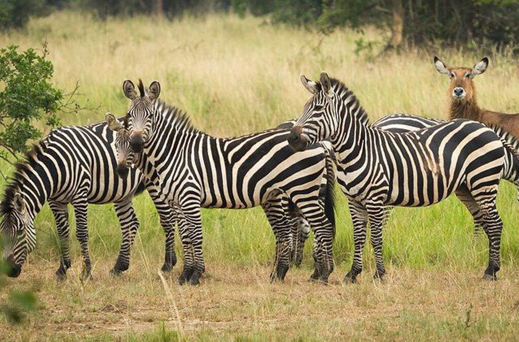 A Safari in Akagera National Park Rwanda