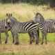 A Safari in Akagera National Park Rwanda