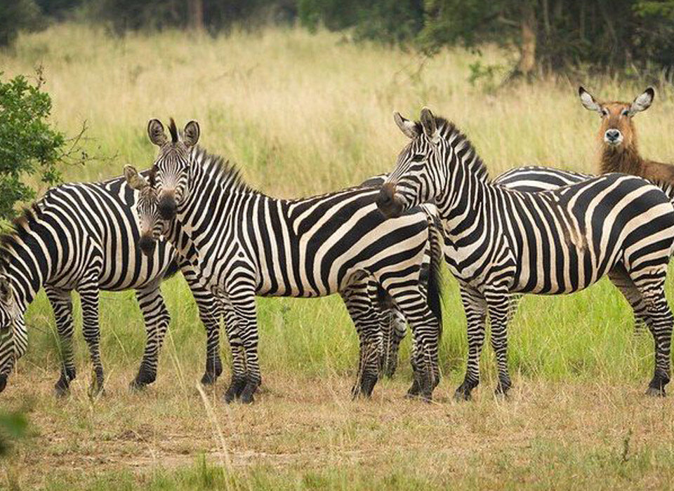 A Safari in Akagera National Park Rwanda