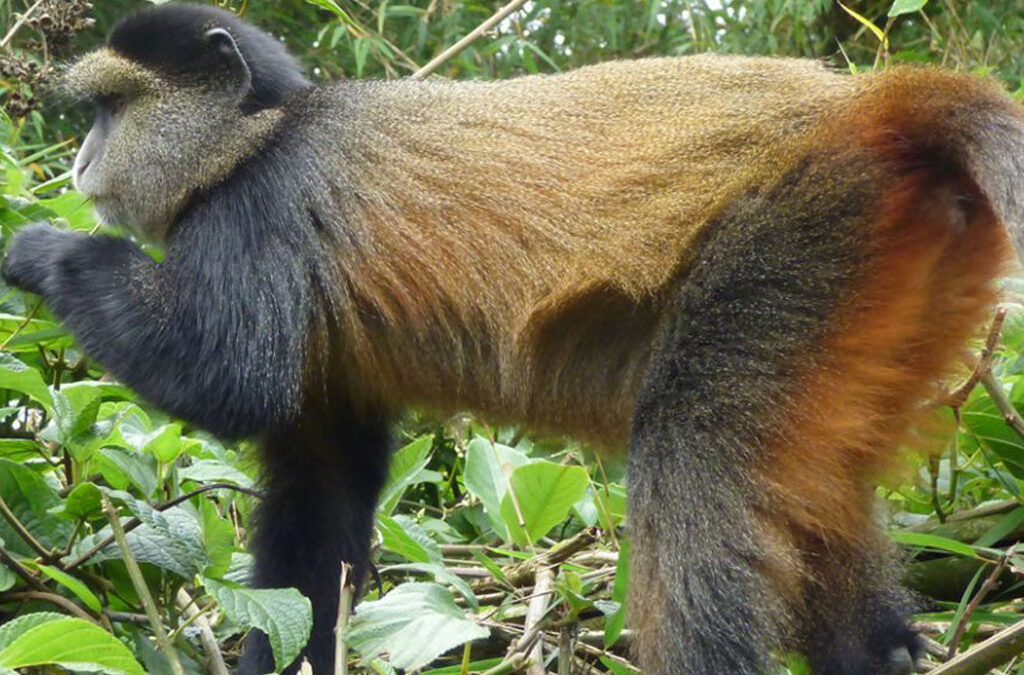 Travel Expert Advice on Golden Monkey Trekking in Volcanoes National Park
