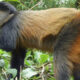 Travel Expert Advice on Golden Monkey Trekking in Volcanoes National Park