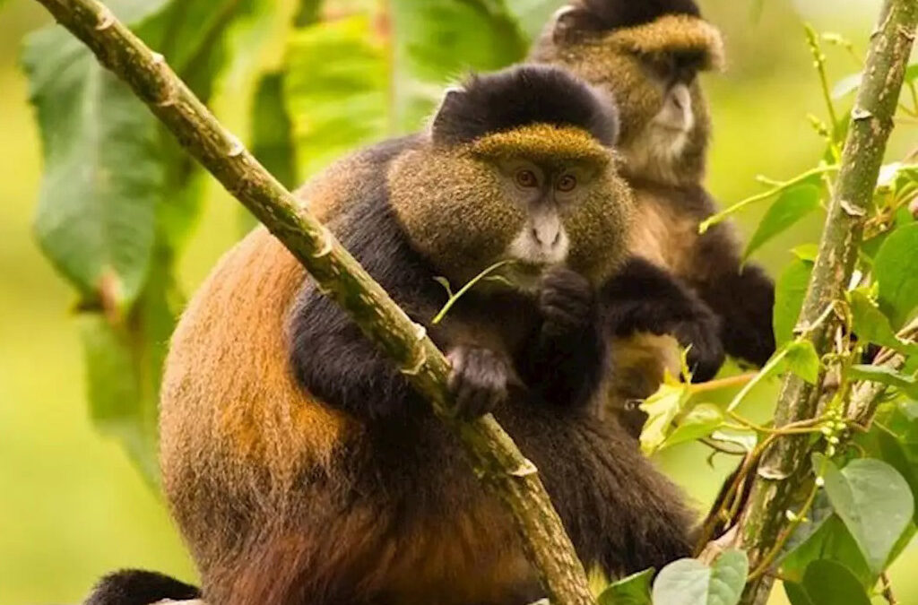 Frequently Asked Questions about Golden Monkey Habituation Experience