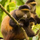 Frequently Asked Questions about Golden Monkey Habituation Experience
