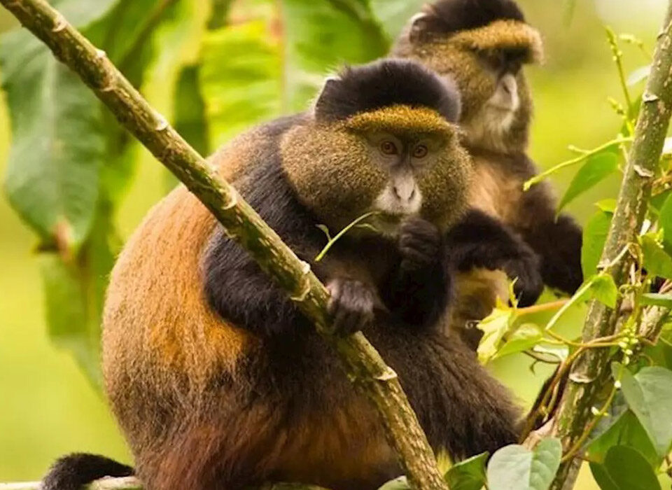 Frequently Asked Questions about Golden Monkey Habituation Experience