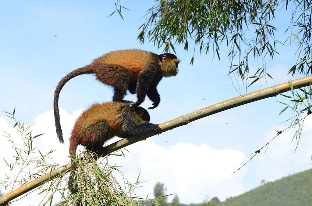 Private Golden Monkey Trekking in Uganda