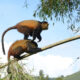 Private Golden Monkey Trekking in Uganda