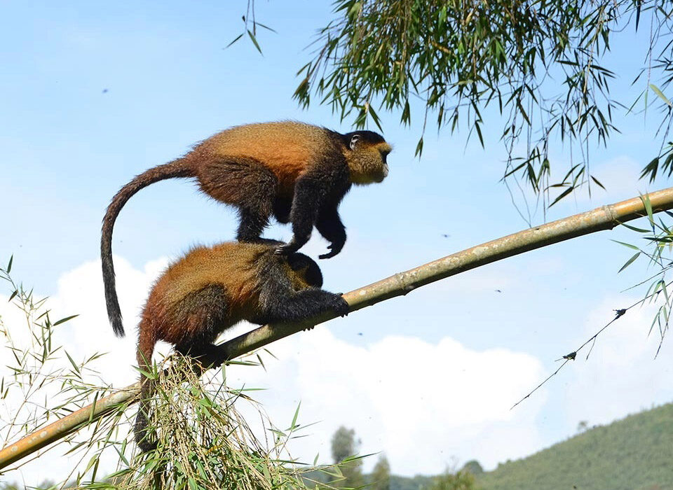 Private Golden Monkey Trekking in Uganda