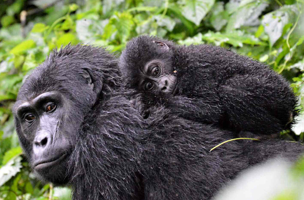 Are Gorillas Dangerous to Humans?