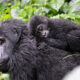 Are Gorillas Dangerous to Humans?