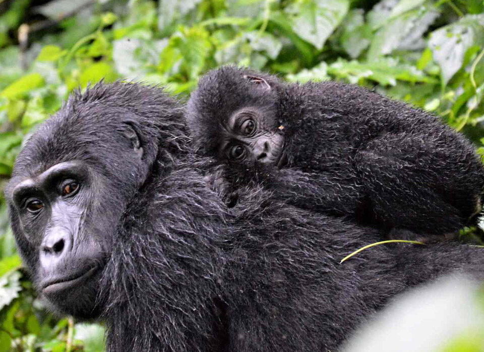Are Gorillas Dangerous to Humans?
