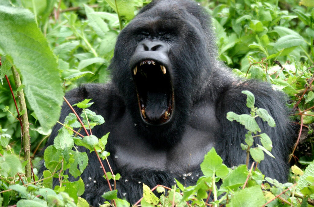 Facts about Silverback Gorillas