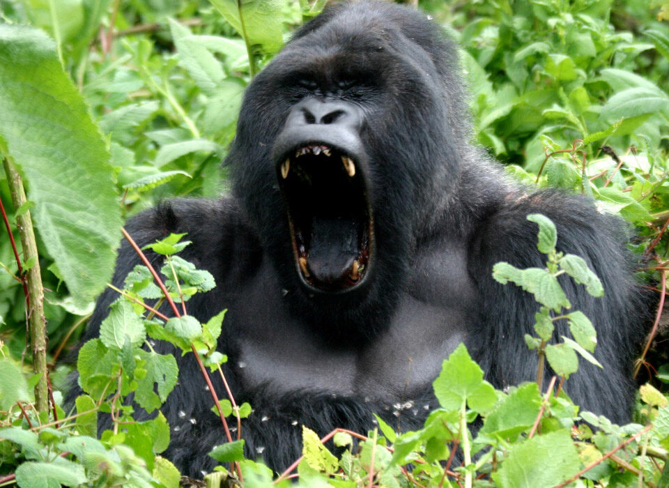 Facts about Silverback Gorillas