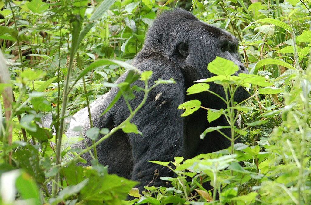 How Gorilla Permits are Allocated