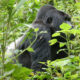 How Gorilla Permits are Allocated
