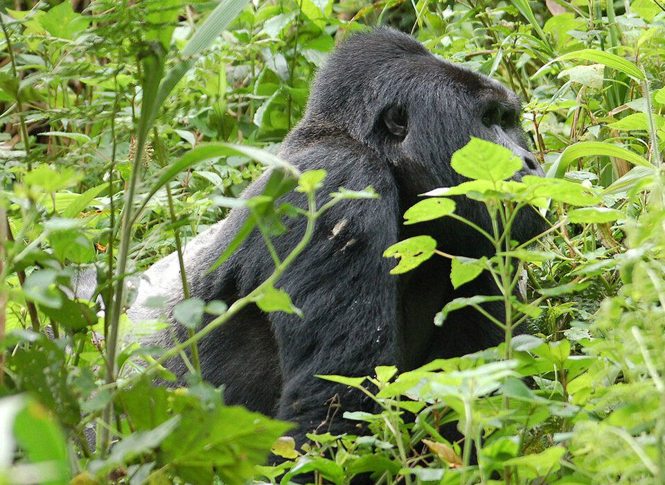 How Gorilla Permits are Allocated