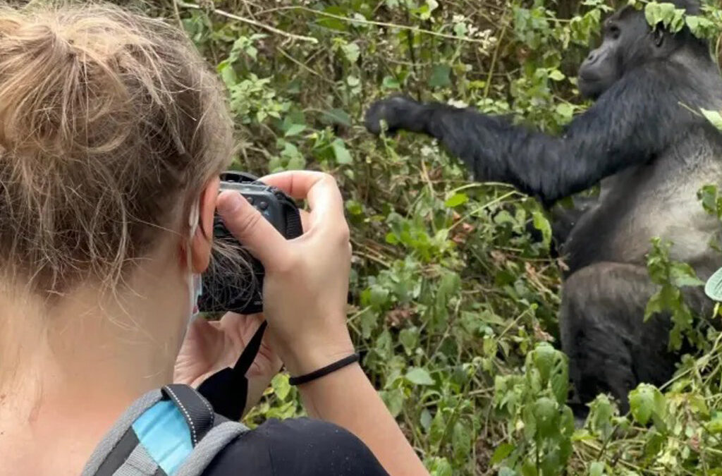 Gorilla Conservation in Uganda, Rwanda, and Congo
