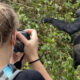 Gorilla Conservation in Uganda, Rwanda, and Congo