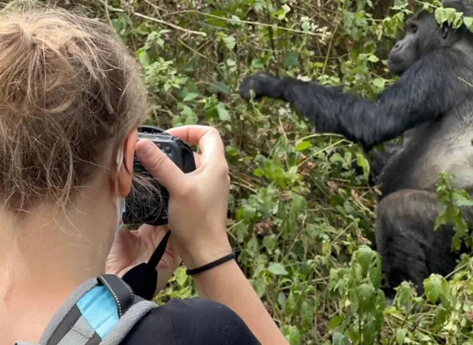 Gorilla Conservation in Uganda, Rwanda, and Congo