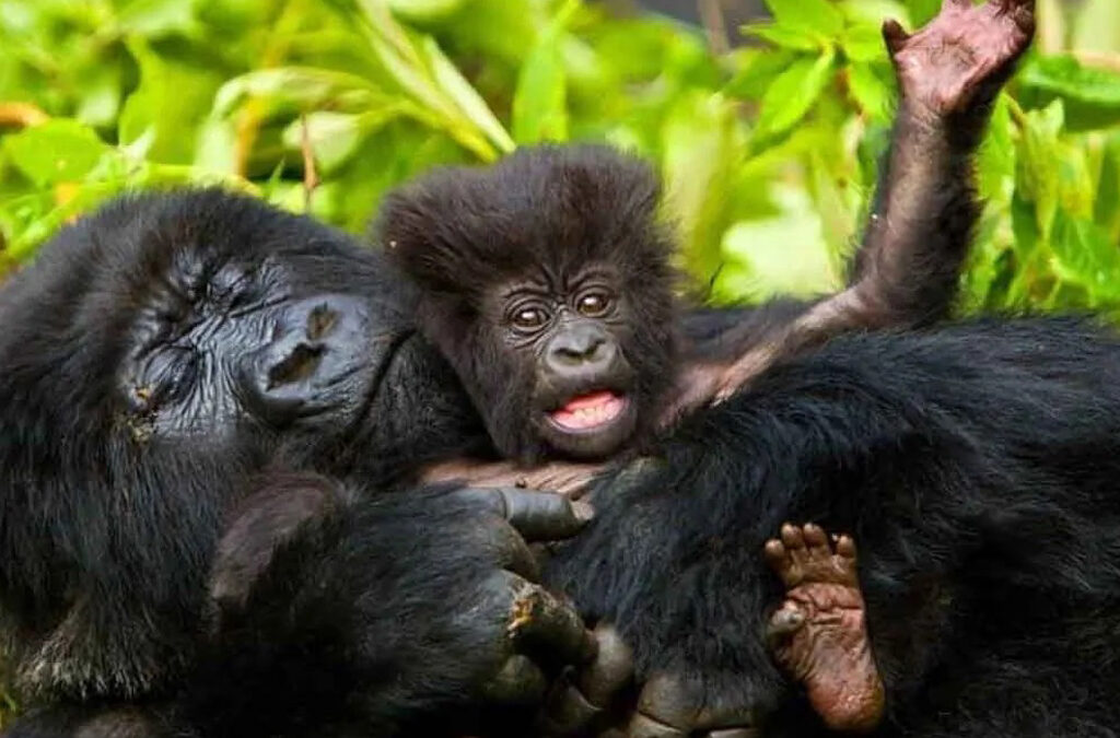 Gorilla Habituation Experience in Rushaga Sector