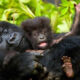 Gorilla Habituation Experience in Rushaga Sector