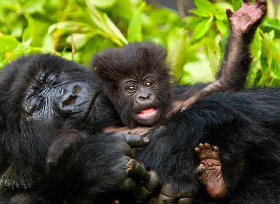 Gorilla Habituation Experience in Rushaga Sector