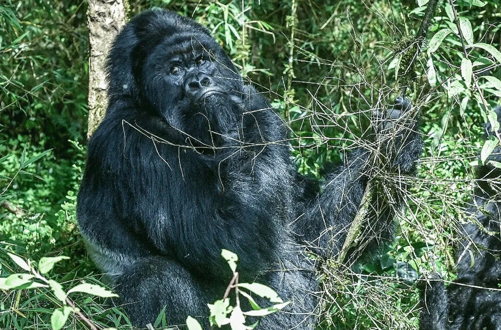 Why You Should Prioritize Gorilla Trekking While in Uganda