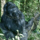 Why You Should Prioritize Gorilla Trekking While in Uganda