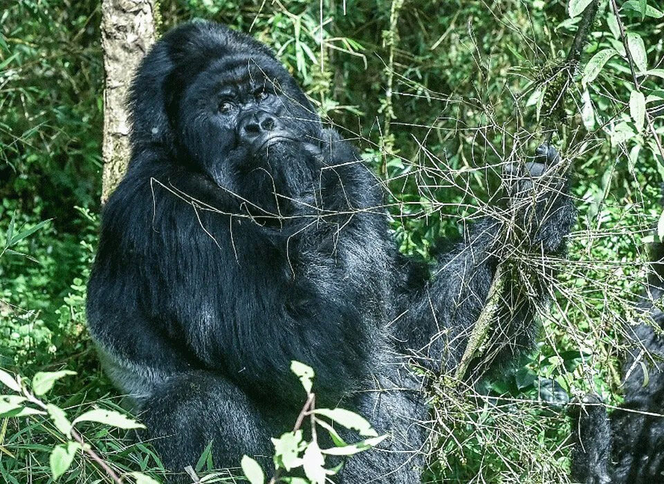 Why You Should Prioritize Gorilla Trekking While in Uganda