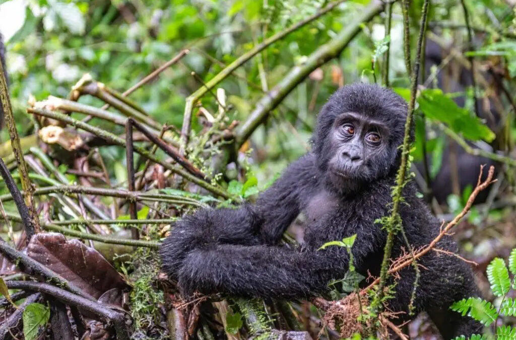 Guide To Trekking Gorillas In Uganda 2025/2026