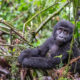 Guide To Trekking Gorillas In Uganda 2025/2026