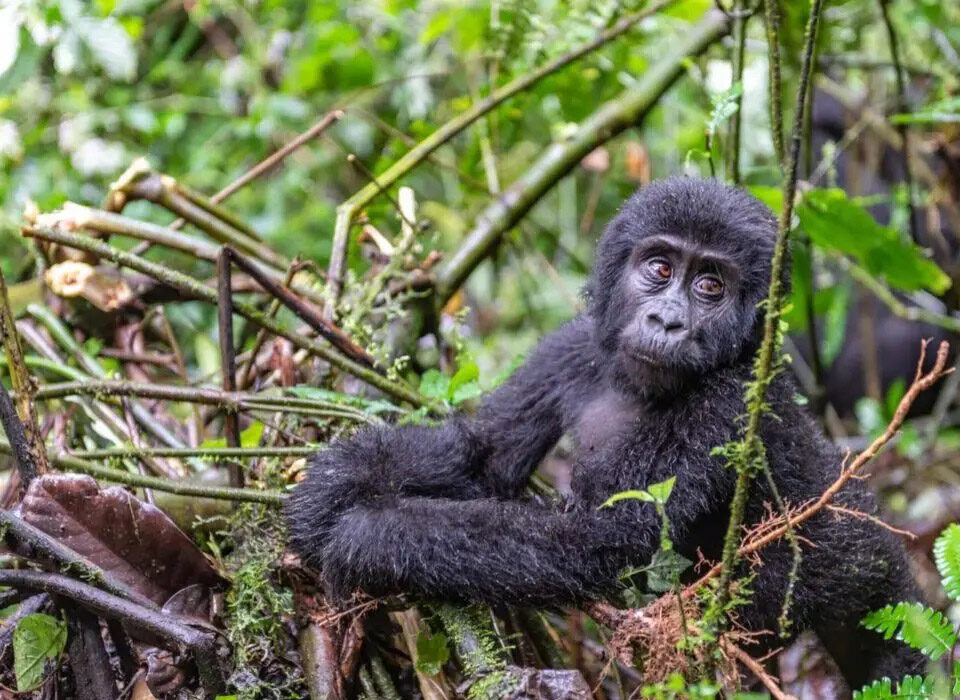 Guide To Trekking Gorillas In Uganda 2025/2026