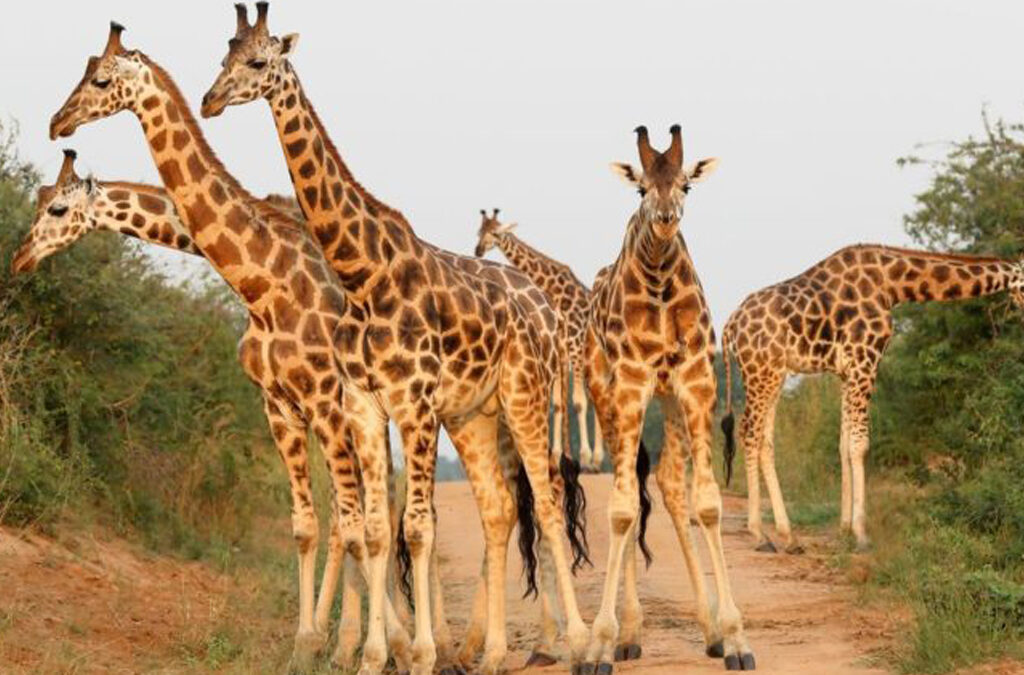 What Is the Major Tourist Attraction in Kidepo National Park?