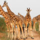 What Is the Major Tourist Attraction in Kidepo National Park?