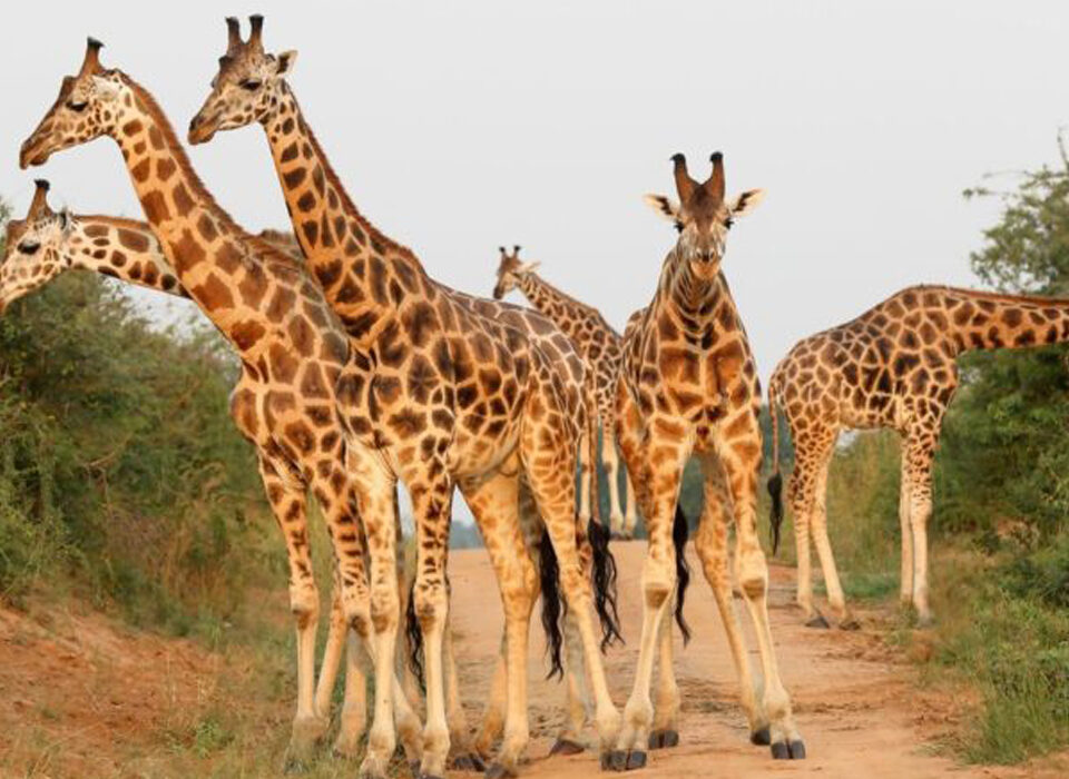 What Is the Major Tourist Attraction in Kidepo National Park?