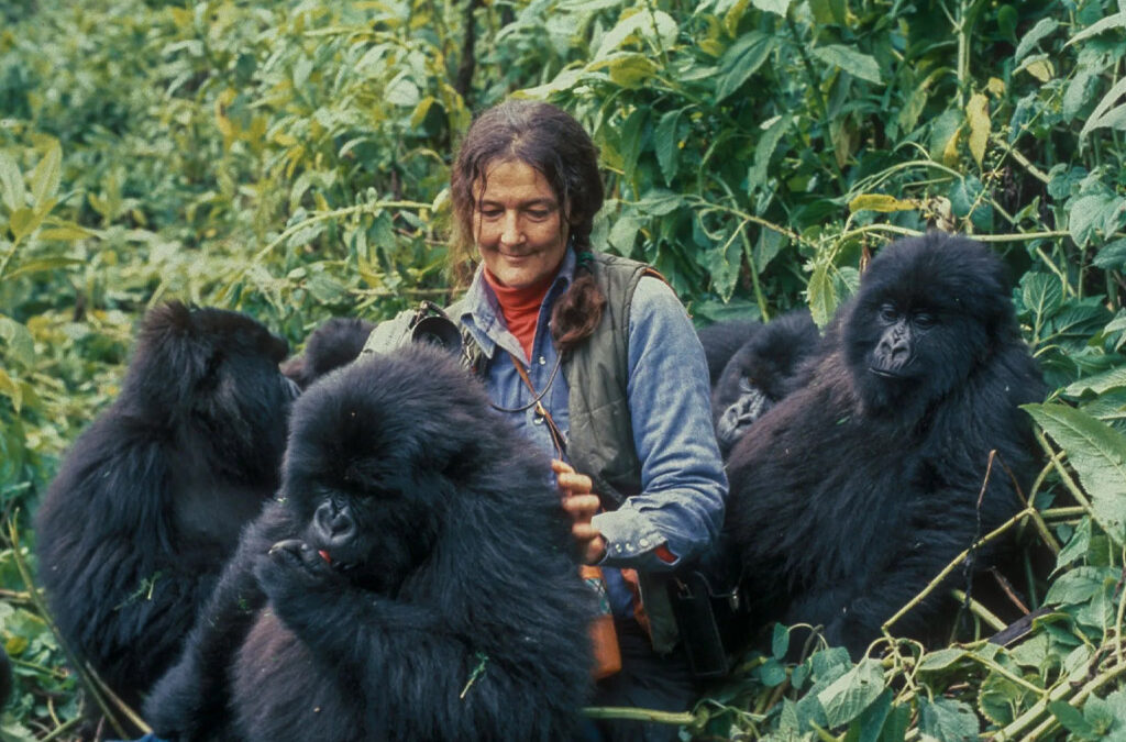 Life of Dian Fossey and Mountain Gorillas in Rwanda