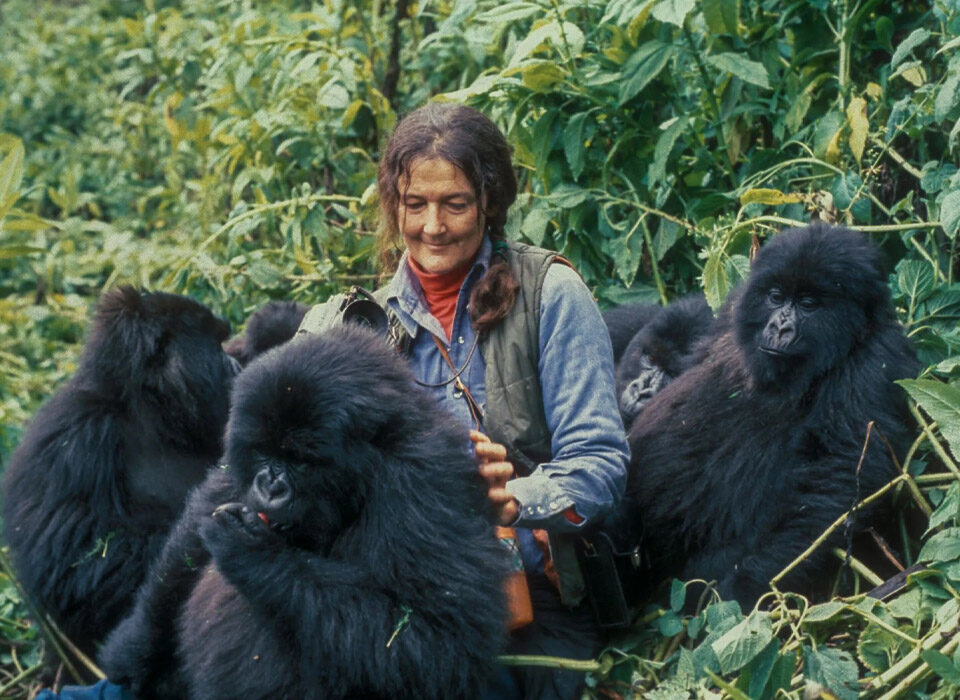 Life of Dian Fossey and Mountain Gorillas in Rwanda