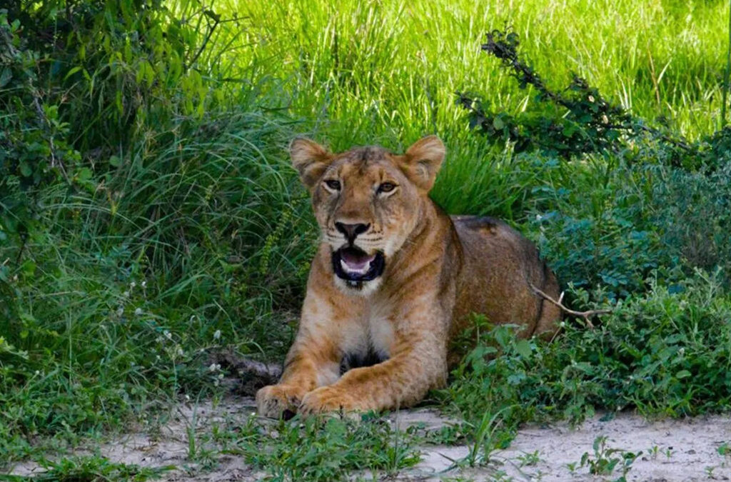 Which Game Park is Famous for Lions in Uganda?