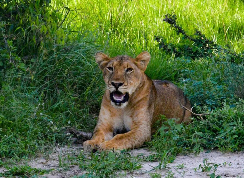 Which Game Park is Famous for Lions in Uganda?