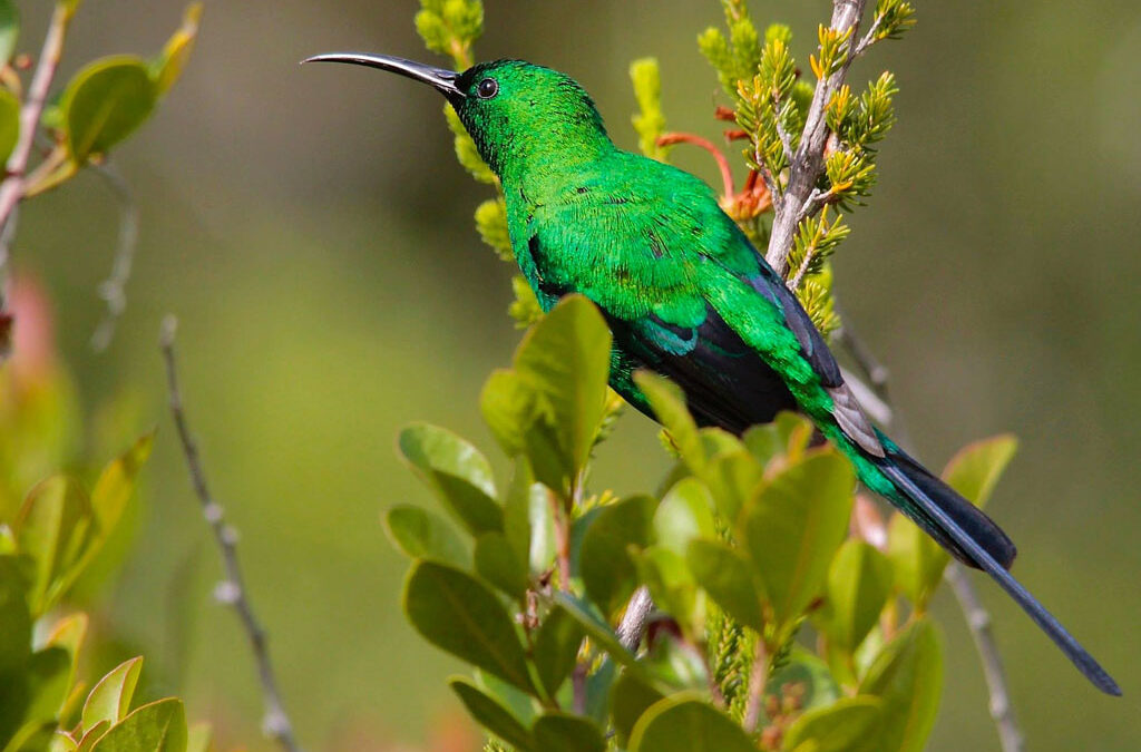 The Malachite Sunbird in Uganda: A Jewel of Birdwatching Tours