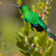 The Malachite Sunbird in Uganda: A Jewel of Birdwatching Tours