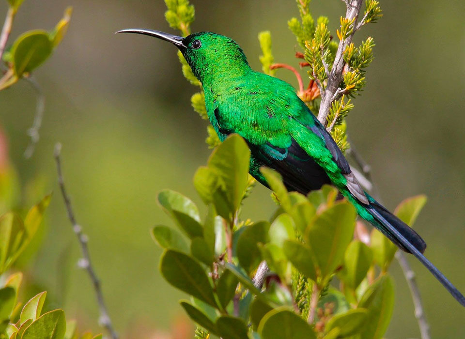 The Malachite Sunbird in Uganda: A Jewel of Birdwatching Tours