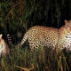 Night Game Drives in Akagera National Park