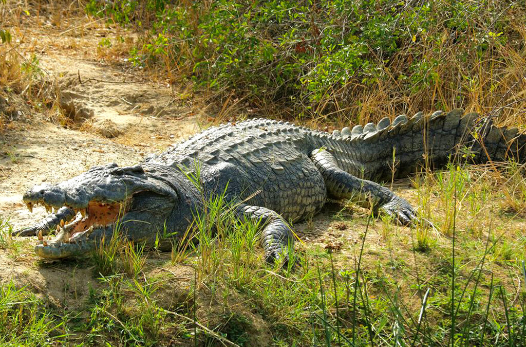 Fascinating Facts About the Nile Crocodile