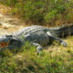 Fascinating Facts About the Nile Crocodile