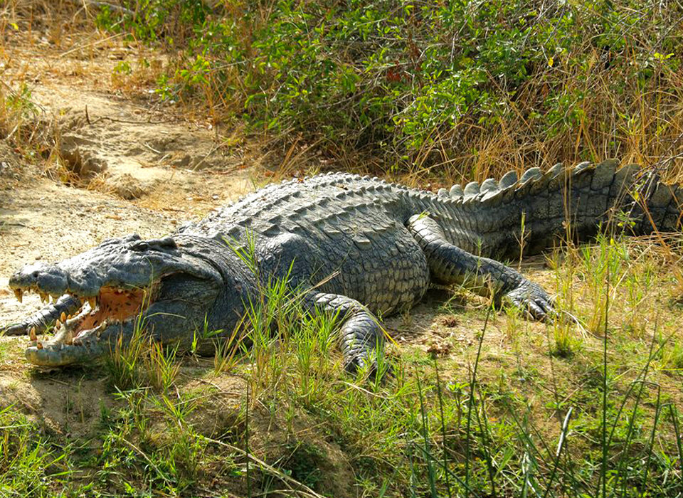 Fascinating Facts About the Nile Crocodile