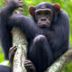 Frequently Asked Questions about Chimpanzee Tracking in Uganda and Rwanda