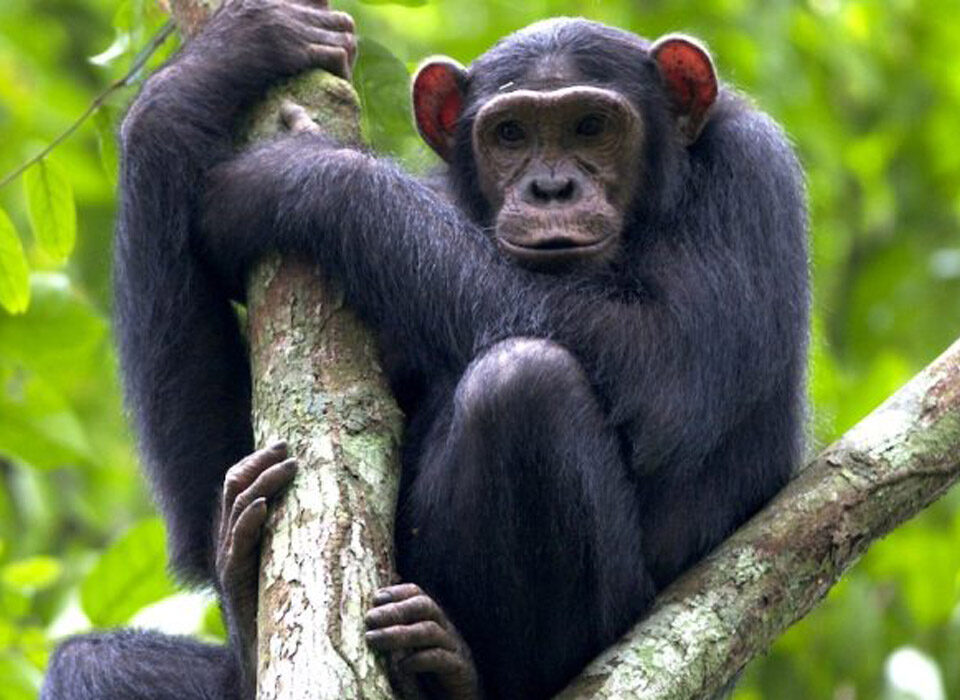Frequently Asked Questions about Chimpanzee Tracking in Uganda and Rwanda