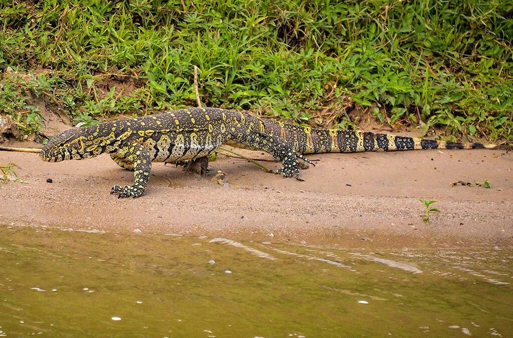 Uganda Reptiles Village – A Hidden Gem for Wildlife Enthusiasts