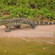 Uganda Reptiles Village – A Hidden Gem for Wildlife Enthusiasts